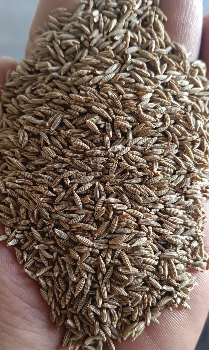 purchase premium quality cumin seeds